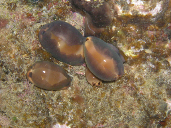 Luria lurida alive dall Isola di Ponza